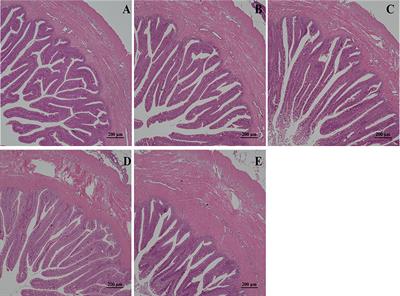 Effects of low-temperature stress on intestinal structure, enzyme activities and metabolomic analysis of juvenile golden pompano (Trachinotus ovatus)